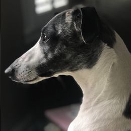 Whippets from Copestone Whippets