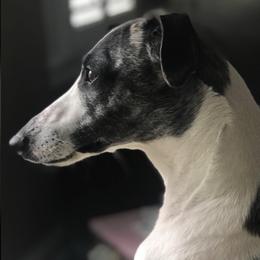 Whippets from Copestone Whippets