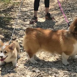 Belle - Pembroke Welsh Corgi