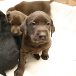 Labrador Retriever Puppies from Milliken Creek Labs