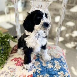 Farquaad - Black and white male Bernedoodle puppy in Mapleton, Utah from Natural Doodle Life