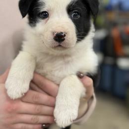 Red collar - Black and white male Border Collie puppy in Tallmadge, Ohio from Premier Dobermans