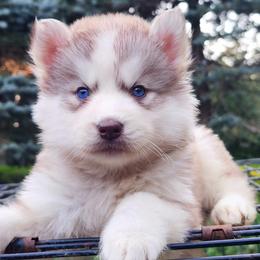 Liz - Sable and white female Siberian Husky puppy in Woodlawn, Virginia from Delta Huskies