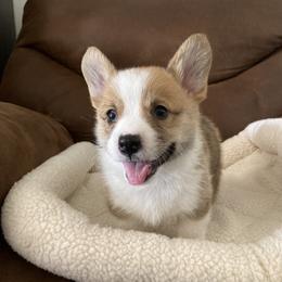 Pembroke Welsh Corgi Puppies from Mount Garfield Corgis