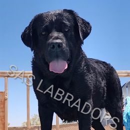 Armani - Labrador Retriever
