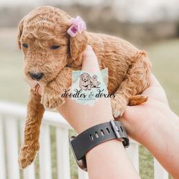 Dachshund, Goldendoodle, and Sheepadoodle Puppies from Doodles & Doxies