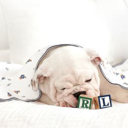 Bulldog Puppies from Our House Of Treasures