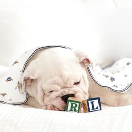 Bulldog Puppies from Our House Of Treasures