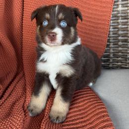 Sage - Red tri-color female Australian Shepherd puppy in Oxford, Florida from SoCo Aussies