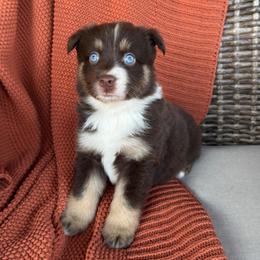 Sage - Red tri-color female Australian Shepherd puppy in Oxford, Florida from SoCo Aussies
