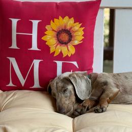 Dachshund All Grown Up from BlackPine Kennels