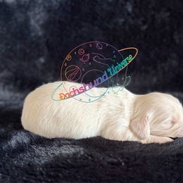 Polaris - Cream female Dachshund puppy in Peyton, Colorado from Dachshund Universe