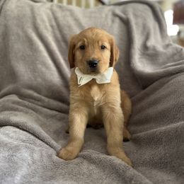 Boy 2 - Golden Retriever puppy in Battle Creek, Michigan from Brown Family Goldens