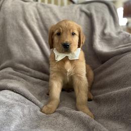 Boy 2 - Golden Retriever puppy in Battle Creek, Michigan from Brown Family Goldens