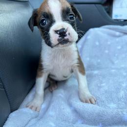 Boxer Puppies from Triple W Boxers