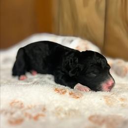 Ashe - Black female Goldendoodle puppy in Pittsburg, Texas from Grace Springs Goldendoodles