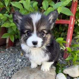 Honey - Black and tan female Pembroke Welsh Corgi puppy in Bakersfield, California from Kern River Corgis