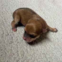 Fancy - Red female Chihuahua puppy in Scranton, South Carolina from The Magnolia Pawlor, LLC