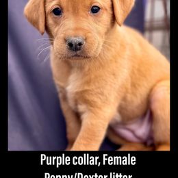Labrador Retriever Puppies from Bluegrass Labradors