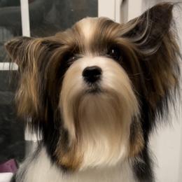 Dolly - Biewer Terrier