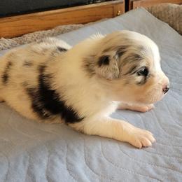 Jax - Blue merle male Australian Shepherd puppy in Guthrie, Oklahoma from 2bar Aussies