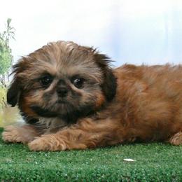 Girl 1 - Red female Shih Tzu puppy in Wild Rose, Wisconsin from Sorenson's Shih-tzus