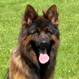 Santo von der Stadt Mosbach - Black and red male German Shepherd puppy in Canton, Texas from WILDWOOD GERMAN SHEPHERDS