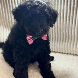 Goldendoodle Puppies from Gilbert Az Doodles
