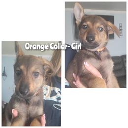 ORANGE- Girl - Black and tan female German Shepherd puppy in Willoughby, Ohio from WolfPackk