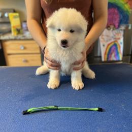 Boy 4 - Samoyed puppy in Tampa, Florida from Icecrown Samoyeds