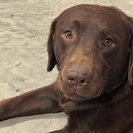 Labrador Retrievers from Mckenney Kennels