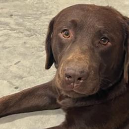 Labrador Retrievers from Mckenney Kennels