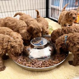 Goldendoodle Puppies from Sunnydoodle Utah