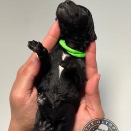 Jet - Black male Poodle puppy in Spring Hills, Florida from The Olympus Standard Poodle