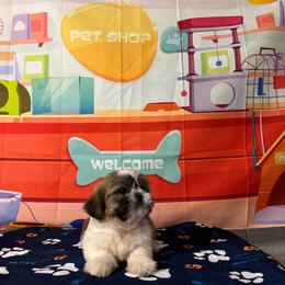 CKC Boy 2 - Black gold and white male Shih Tzu puppy in Houston, Texas from Paws n Claws