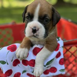 Girl 6 - Fawn female Boxer puppy in Plainwell, Michigan from Hope's Beautiful Boxers