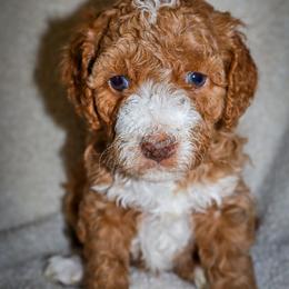 Hermès - Red female Bernedoodle puppy in Ohio from Moore Doodles