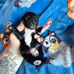 Groot - Black and white male Xoloitzcuintli puppy in Manitowoc, Wisconsin from Wonderland Kennel