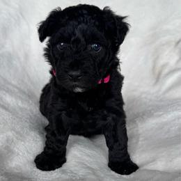 Pink Girl - Black female Pumi puppy in Fife Lake, Michigan from Nixie Kennels