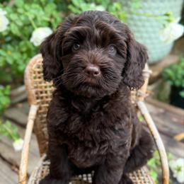 Penelope - Chocolate female Australian Labradoodle puppy in Sacramento, California from Little Farmstead Labradoodles