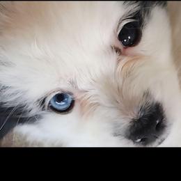 VanGogh - White and black male Papillon puppy in Vass, North Carolina from North Carolina Papillions