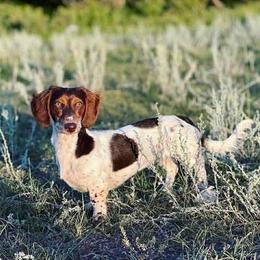 Dachshund puppies from Jennifer Chadwell