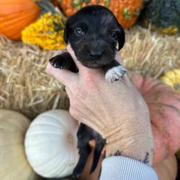 Patriot - Black and tan male Dachshund puppy in Hermiston, Oregon from The Wanderin’ Doxie