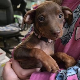 BLCF1-Pink - Chocolate and rust female Miniature Pinscher puppy in Middle Point, Ohio from Knisely's Min Pins-AKC
