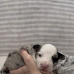 Glacier - Blue merle male Miniature Australian Shepherd puppy in Queen Creek, Arizona from Arizona Aussies