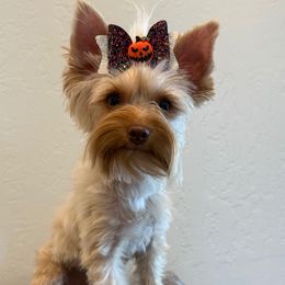Boy 2 - Tan male Yorkshire Terrier puppy in Los Angeles, California from 818 Yorkies