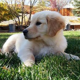Golden Retrievers from Highlander's Goldens