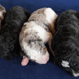 Aussiedoodle Puppies from Vesbach Doodle Valley Farm