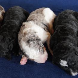 Aussiedoodle Puppies from Vesbach Doodle Valley Farm
