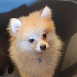 Blue - Orange sable male Pomeranian puppy in Fort Worth, Texas from Ramos' Pommies